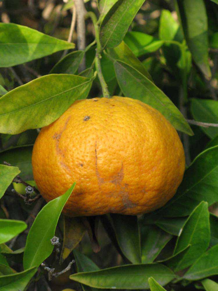            Fruit (Riverside, CA)   